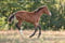 Horse ad