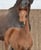 Annuncio cavallo