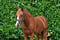 Horse ad