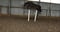 Horse ad