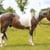 Horse ad