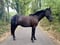 Horse ad
