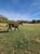 Annuncio cavallo