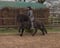 Horse ad