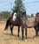 Horse ad