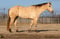 Horse ad