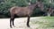 Annuncio cavallo