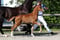 Annuncio cavallo
