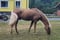 Annonce cheval