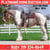 Horse ad