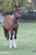 Horse ad