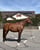 Annonce cheval
