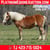Horse ad