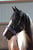 Horse ad