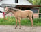 Annonce cheval