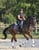 Annuncio cavallo