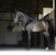 Horse ad