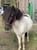 Horse ad