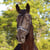 Horse ad