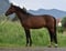 Annuncio cavallo