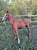 Horse ad