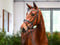 Annuncio cavallo