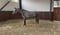 Horse ad
