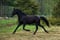 Horse ad