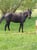 Annuncio cavallo