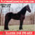 Horse ad