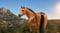 Horse ad