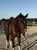 Horse ad