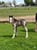 Annonce cheval