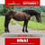 Annuncio cavallo