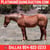 Horse ad