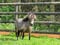 Annuncio cavallo