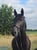 Horse ad