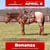 Annuncio cavallo