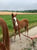 Annuncio cavallo