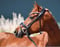 Anuncio de caballos