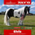 Annuncio cavallo