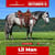 Paardadvertentie