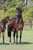 Horse ad