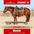 Horse ad