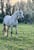 Annuncio cavallo