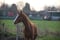 Annonce cheval