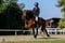 Horse ad