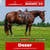 Paardadvertentie