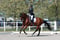 Annonce cheval