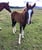 Horse ad